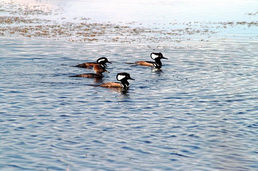 KENNEDY SPACE CENTER, FLA. -- Three male and one female hooded mergansers swim in the quicksilver water of the Merritt Island National Wildlife Refuge, which shares a boundary with Kennedy Space Center. Usually found from Alaska and Canada south to Nebraska, Oregon and Tennessee, hooded mergansers w
