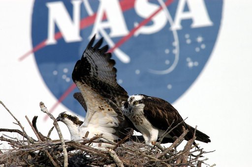 KENNEDY SPACE CENTER, FLA. -- A pair of breeding ospreys share a nest constructed on a speaker pole in the lower parking lot of the KSC Press Site. Eggs have been sighted in the nest. The NASA logo in the background is painted on an outer wall of the 525-foot-tall Vehicle Assembly Building nearby. K