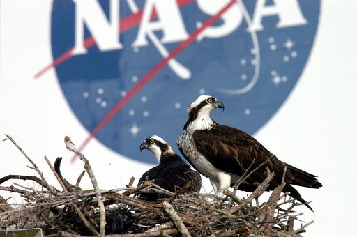 KENNEDY SPACE CENTER, FLA. -- A pair of breeding ospreys have taken up residence in a nest constructed on a speaker pole in the lower parking lot of the KSC Press Site. Eggs have been sighted in the nest. The NASA logo in the background is painted on an outer wall of the 525-foot-tall Vehicle Assemb