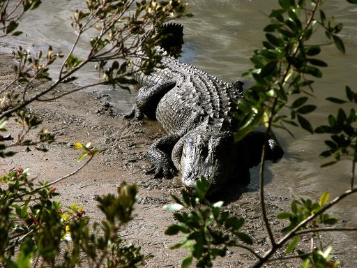 KENNEDY SPACE CENTER, FLA. -- An alligator is spotted sunning on the muddy bank of a canal in KSC.  Nearly 5,000 alligators can be found in canals, ponds, and waterways throughout the Center and the surrounding Merritt Island National Wildlife Refuge. American alligators feed and rest in the water, 