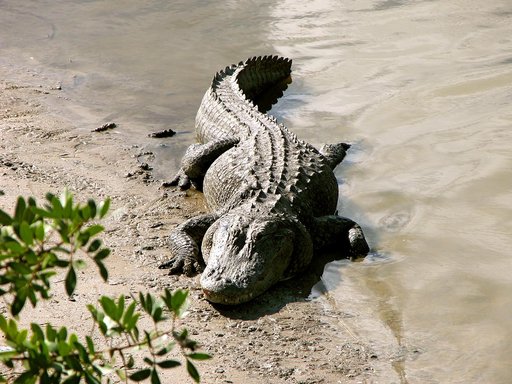 KENNEDY SPACE CENTER, FLA. -- An alligator is spotted sunning on the muddy bank of a canal in KSC.  Nearly 5,000 alligators can be found in canals, ponds, and waterways throughout the Center and the surrounding Merritt Island National Wildlife Refuge. American alligators feed and rest in the water, 