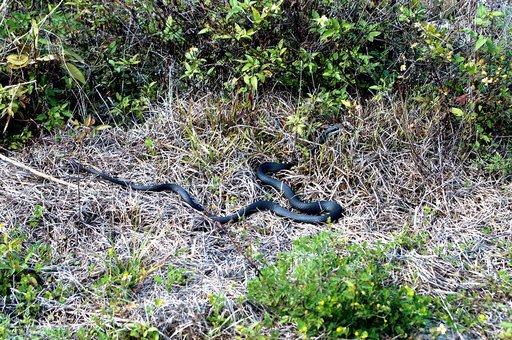 KENNEDY SPACE CENTER, FLA. - A black racer snake slithers away through a patch of dry grass on the grounds of Kennedy Space Center.  The Black Racer Snake is one of the fastest, non-venomous snakes in North America. It has a slender body with a slender oval-shaped head and white patch on its chin. I