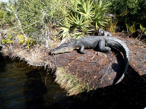 KENNEDY SPACE CENTER, FLA. - As Karen Holloway-Adkins, KSC wildlife specialist, begins a tour of the Banana River, this alligator sunning itself attracts attention. Holloway-Adkins is studying the life history of sea turtles, especially what they eat, where they lay their eggs and what factors might