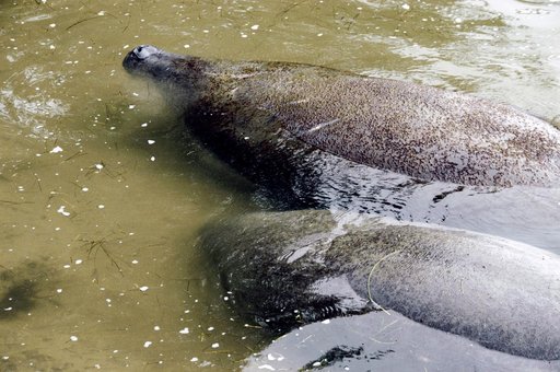 Manatees at the KSC Wildlife Refuge