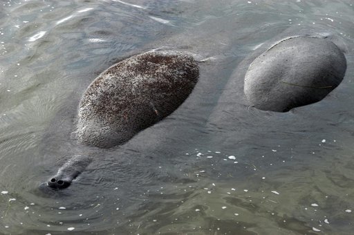 Manatees at the KSC Wildlife Refuge