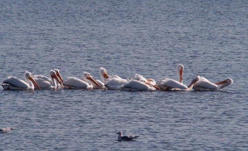 KSC Wildlife