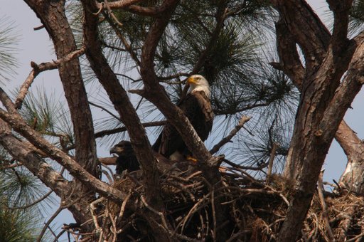 Wildlife - Bald Eagle