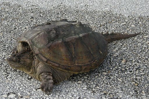 Florida snapping turtle