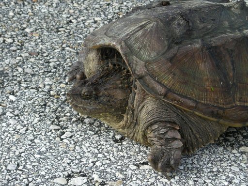 Florida snapping turtle