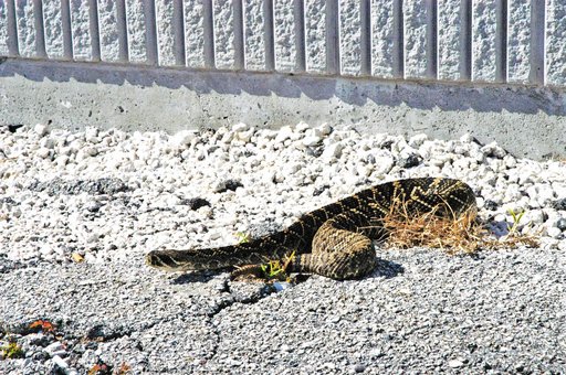 Eastern diamondback rattlesnake