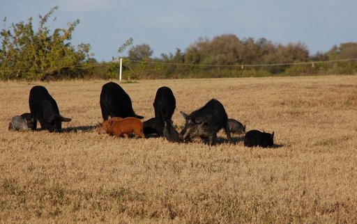 KSC-2009-2106