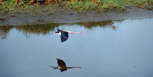 KSC-2009-2599