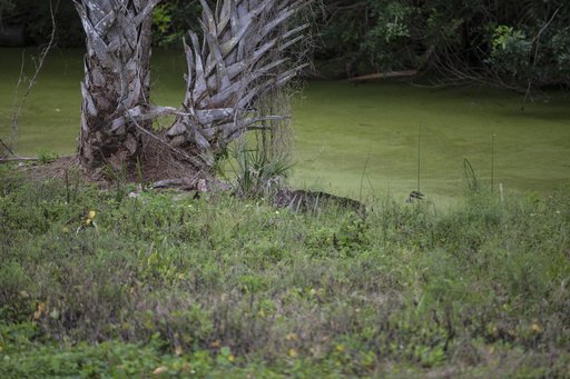 Bobcat Walking and Swimming