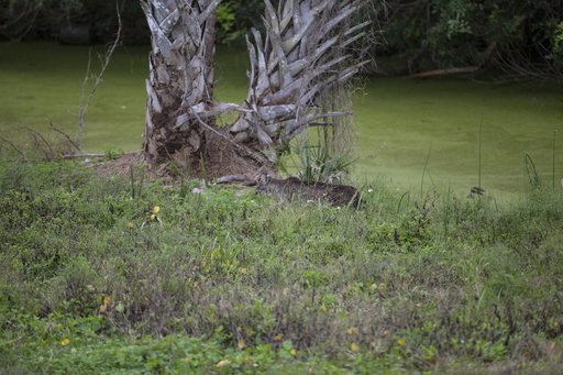 Bobcat Walking and Swimming