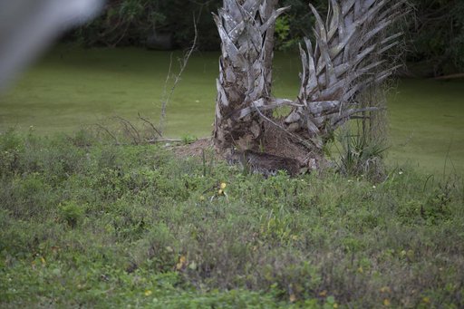 Bobcat Walking and Swimming