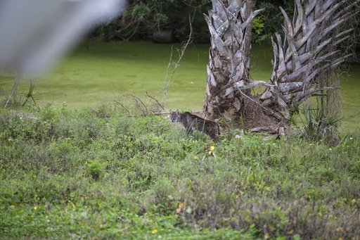 Bobcat Walking and Swimming