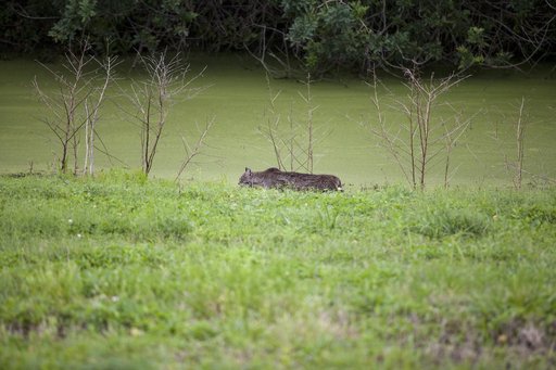 Bobcat Walking and Swimming