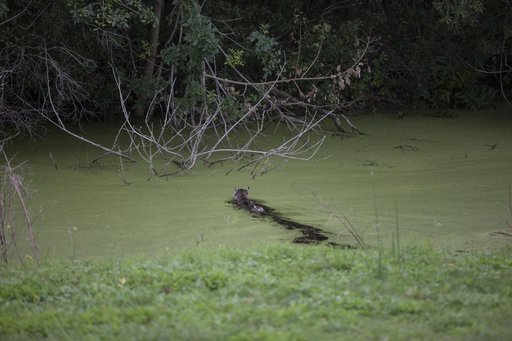 Bobcat Walking and Swimming