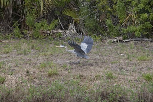 Various Wildlife Around Schwartz Rd.