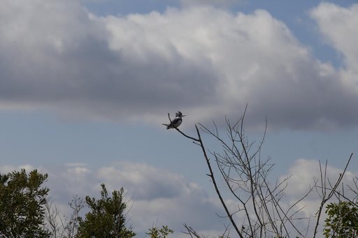 Various Wildlife Around Schwartz Rd.