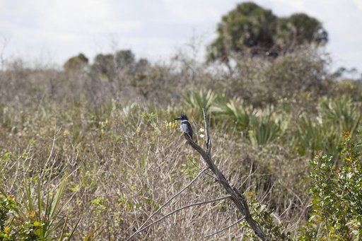 Various Wildlife Around Schwartz Rd.