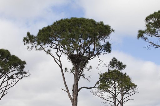 KSC Eagle's Nest