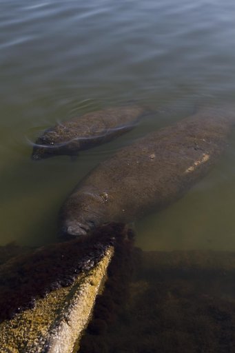 Manatees near the NASA Causeway Bridge
