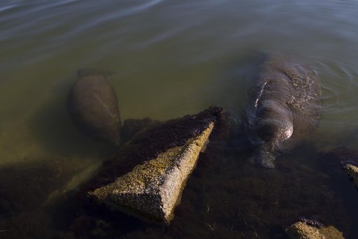 Manatees near the NASA Causeway Bridge