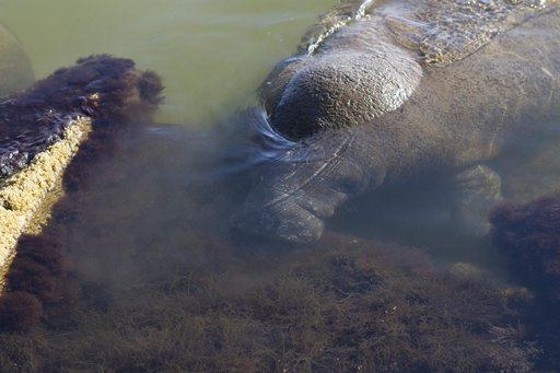 Manatees near the NASA Causeway Bridge