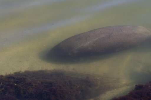 Manatees near the NASA Causeway Bridge