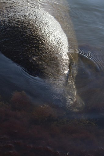 Manatees near the NASA Causeway Bridge