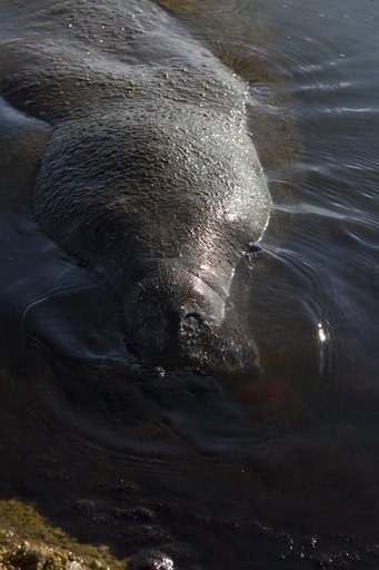 Manatees near the NASA Causeway Bridge