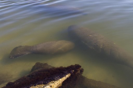 Manatees near the NASA Causeway Bridge
