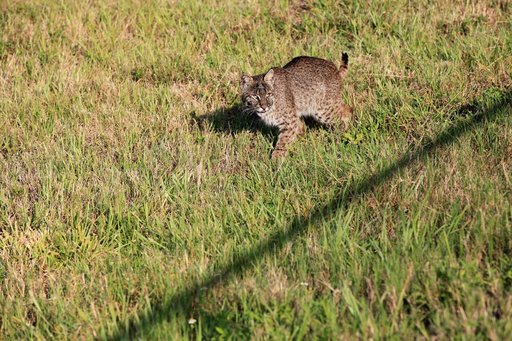 KSC-2014-2678