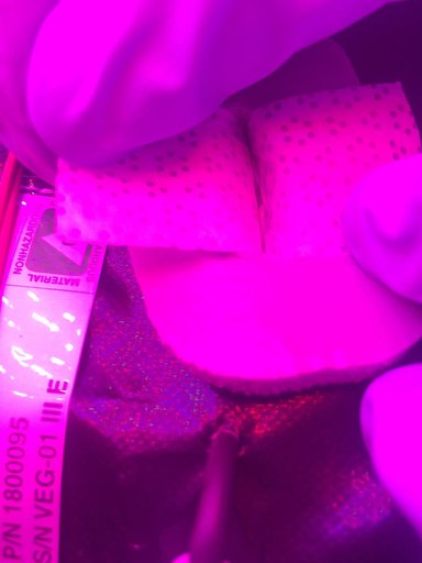 Ground Photos - 4 DAI VEG-01B GC Pillow B Prime and E Inspection