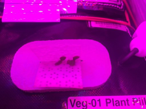 Ground Photos - 4 DAI VEG-01B GC Pillow B Prime and E Inspection