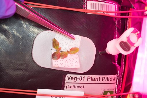 Flight Photos - VEG-01B Day 7 GMT 196 Thinning