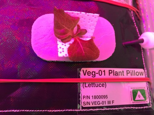 Ground Photos - 18 DAI VEG-01B GC