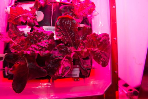 Flight Photos - VEG-01B Day 28