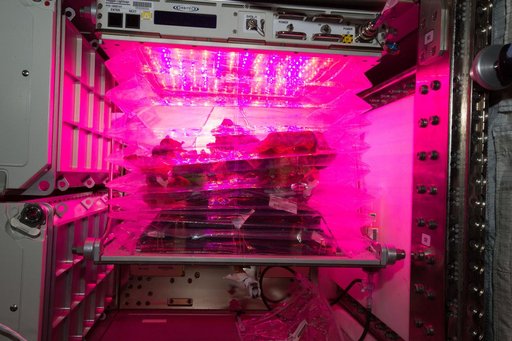 Flight Photos - VEG-01B Day 33 - Plants at Harvest