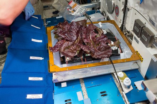 Flight Photos - VEG-01B Day 33 - Plants at Harvest