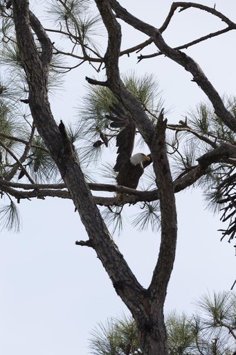 Creative Photography - Wildlife
