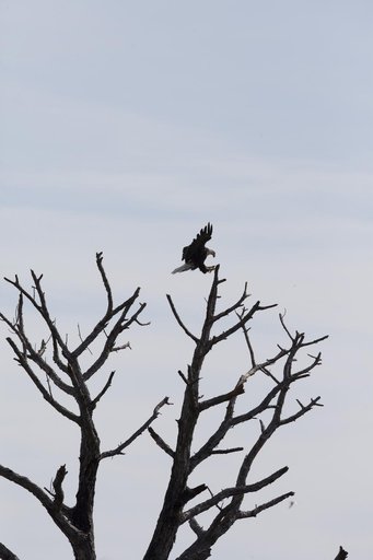 Creative Photography - Wildlife