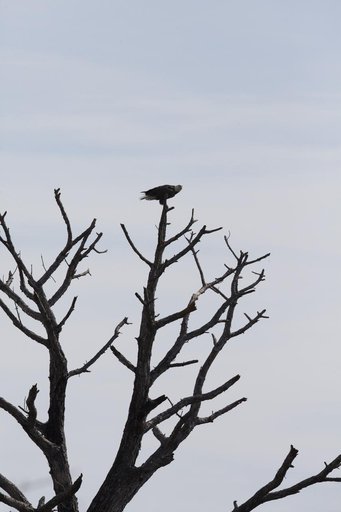 Creative Photography - Wildlife
