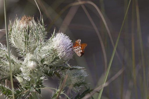 Creative Photography - Wildlife