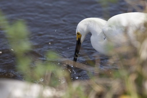 Creative Photography - Wildlife