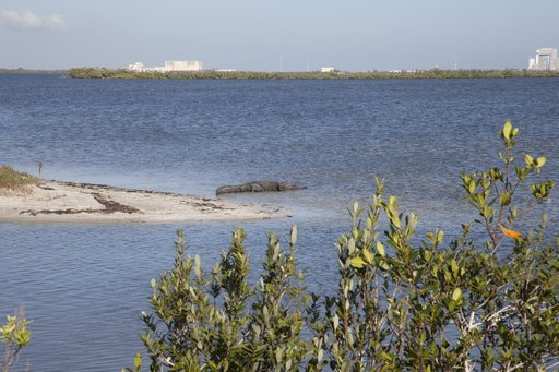 Nature Photography - Gators
