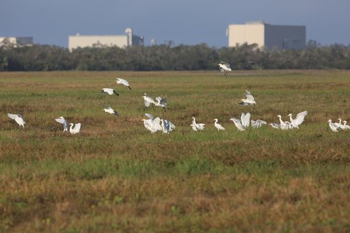 Nature Photography - Birds