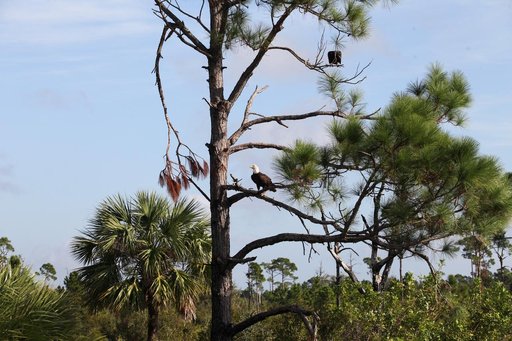 Nature Photography - Bald Eagle