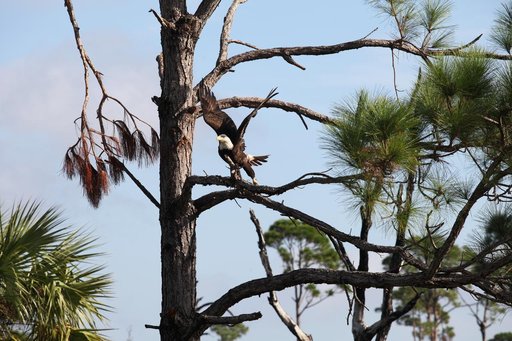 Nature Photography - Bald Eagle